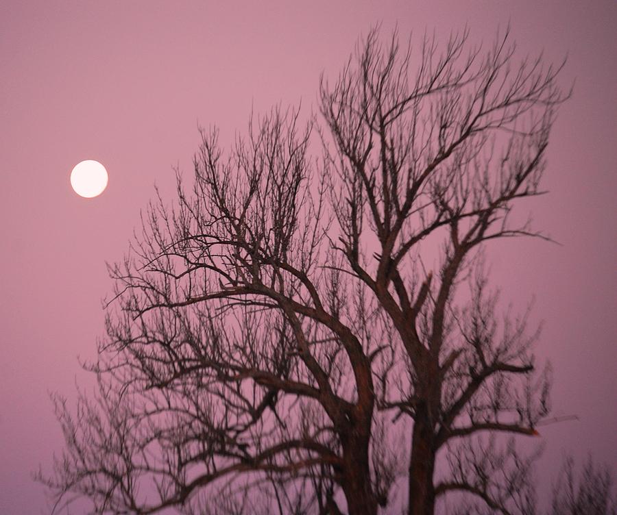 Glowing Tree by Sumoflam Photography