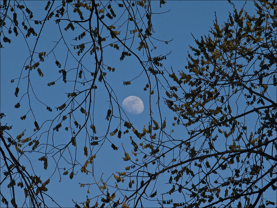 Moon And Trees 1 Photograph