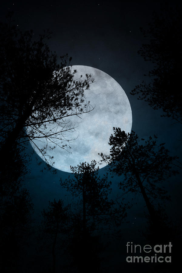Moon and trees Photograph by Clayton Bastiani