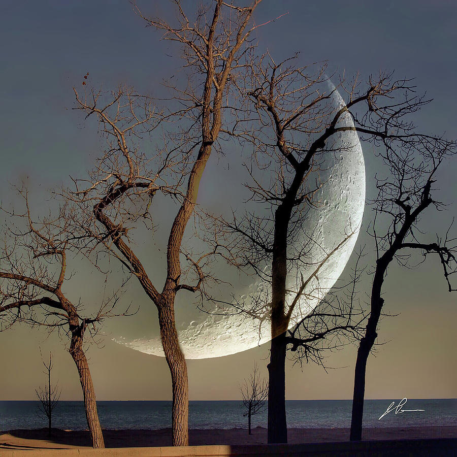 Moon and Trees Photograph by Jackson Pearson