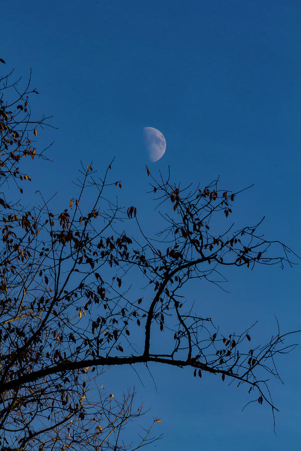 Moon and Trees Photograph by Robert Ullmann
