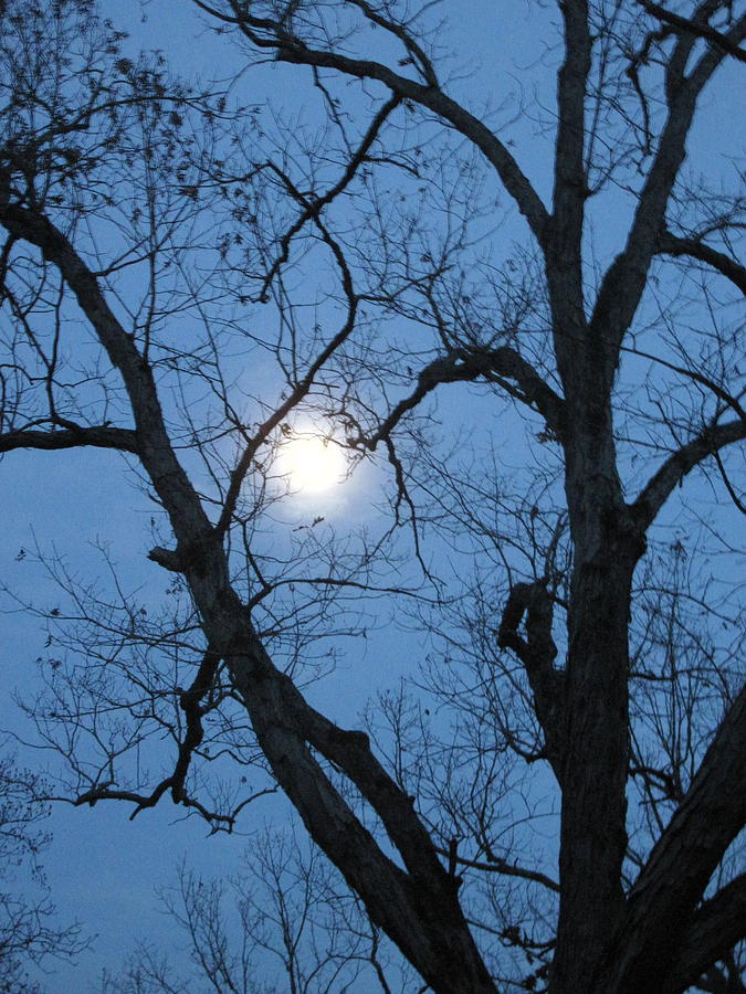 Moon as Tree Ornament Photograph by Betty Buller Whitehead