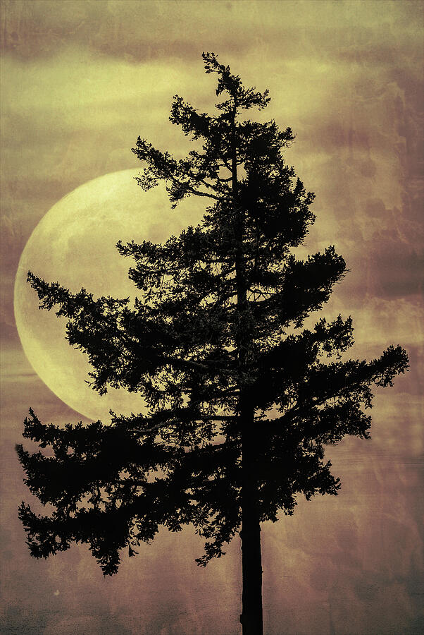 Fantasy Moon Photograph by Marilyn Wilson