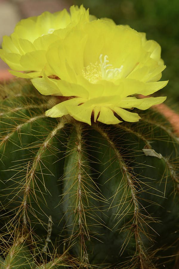 Moon Cactus Blooms Photograph by Gwen Juarez Fine Art America