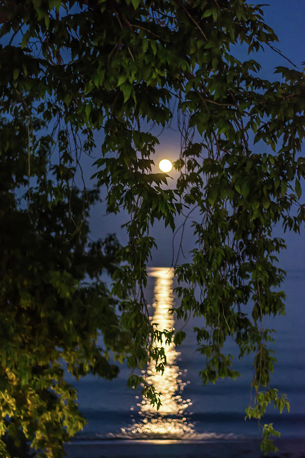 Moon Curtain Photograph by Patti Raine