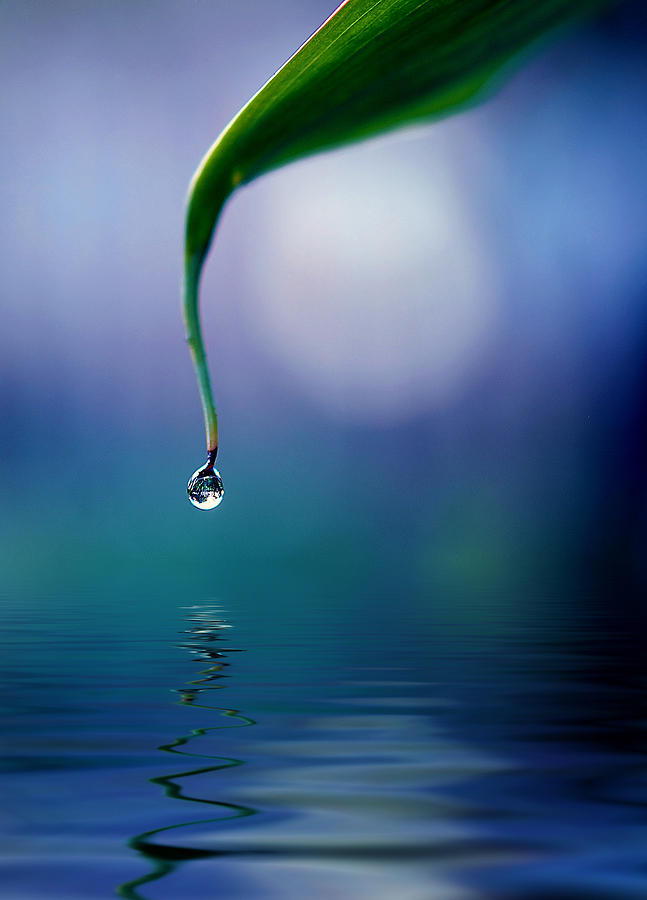 Moon drop Photograph by Nataly Rubeo - Fine Art America