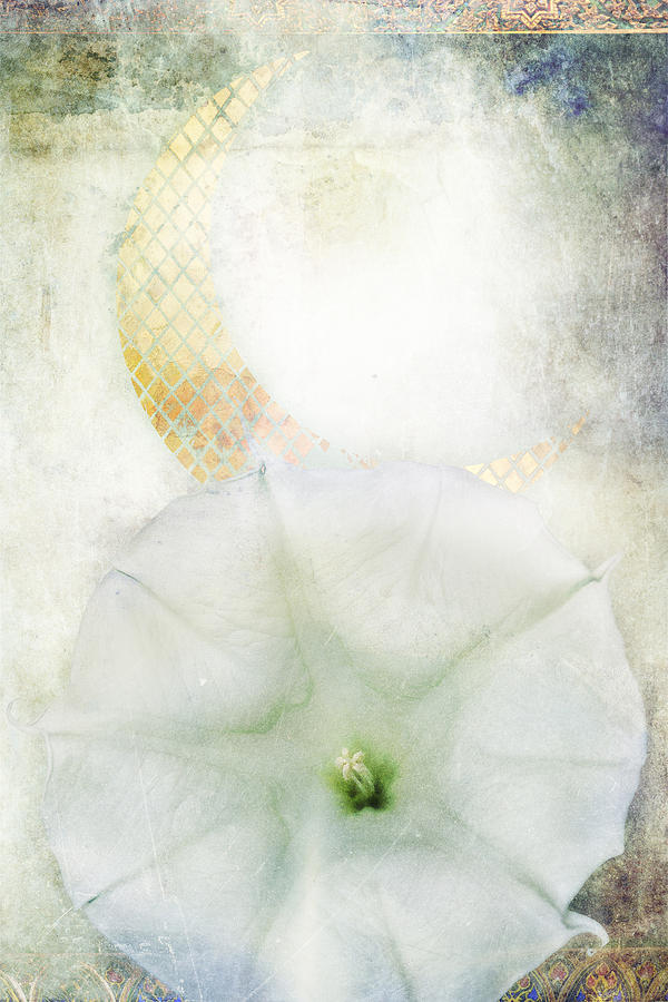 Flowers Still Life Photograph - Moon Flower by MGL Meiklejohn Graphics Licensing