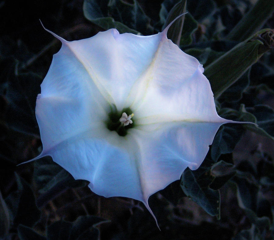 Moon flowers