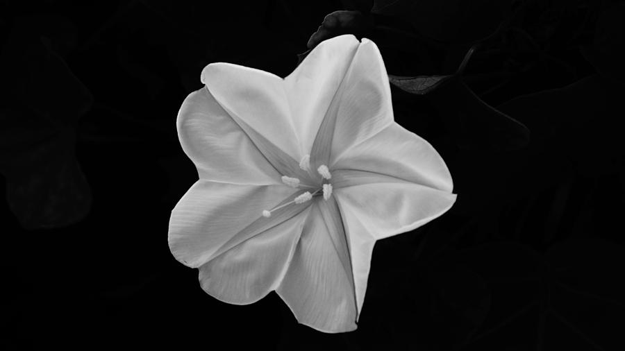 Moon Flower Photograph by Lawrence S Richardson Jr