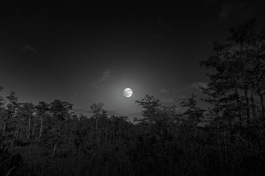 Moon Forest Photograph by Mark Andrew Thomas