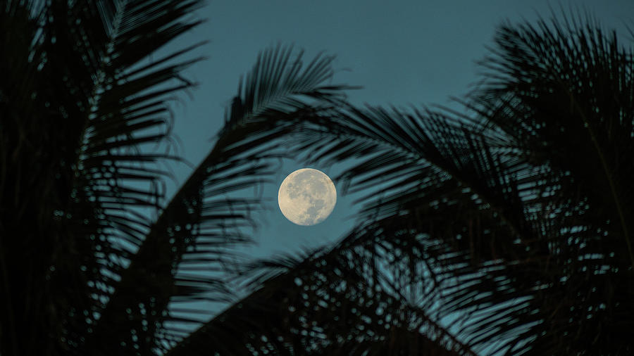 Moon Fronds Delray Beach Florida Photograph by Lawrence S Richardson Jr
