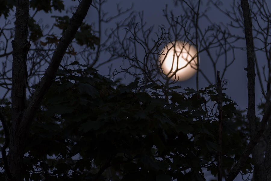 Moon Glow Through Trees Photograph by Terry DeLuco