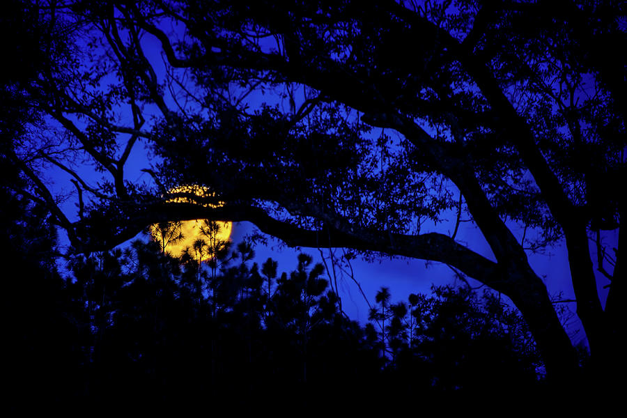 Moon Harvest Photograph by Mark Andrew Thomas