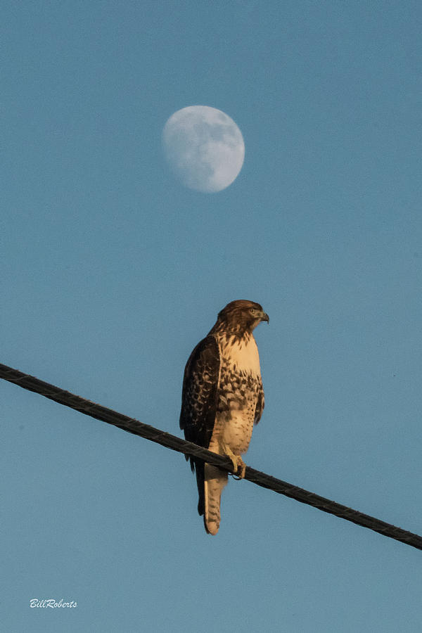 Moon Hawk Photograph by Bill Roberts