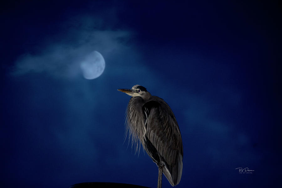 Moon Heron Photograph by Bill Posner