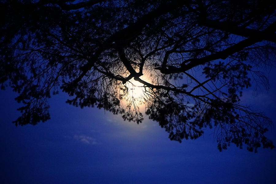 Moon hiding in the black lace of the tree Photograph by Lilia D