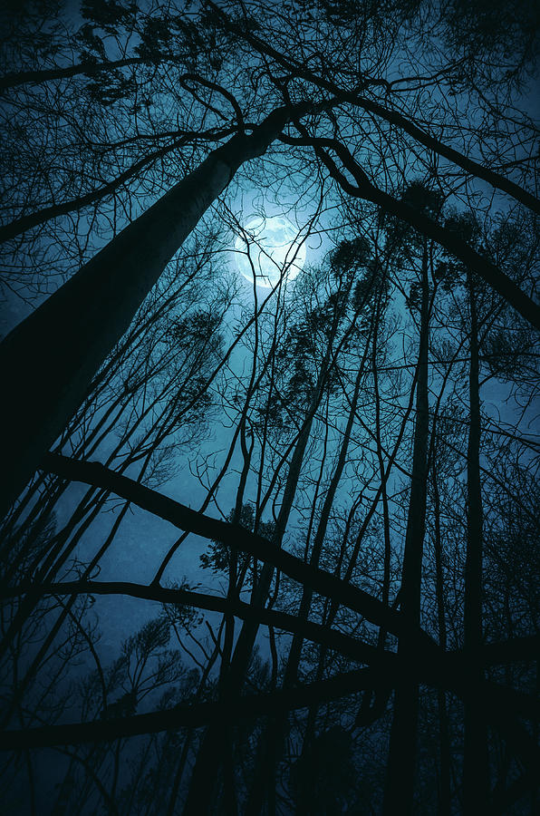 Halloween Photograph - Moon in the Trees by Carlos Caetano