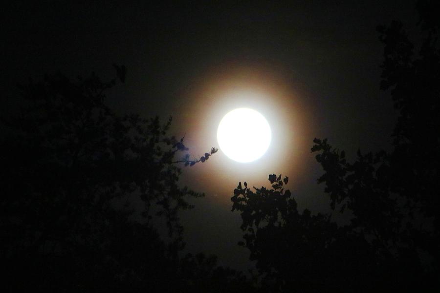 Moon in the Trees Photograph by Kathryn Meyer - Pixels