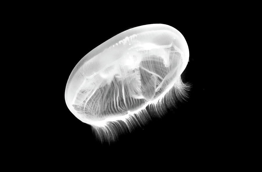 Fish Photograph - Moon Jellyfish In Black And White by Miroslava Jurcik
