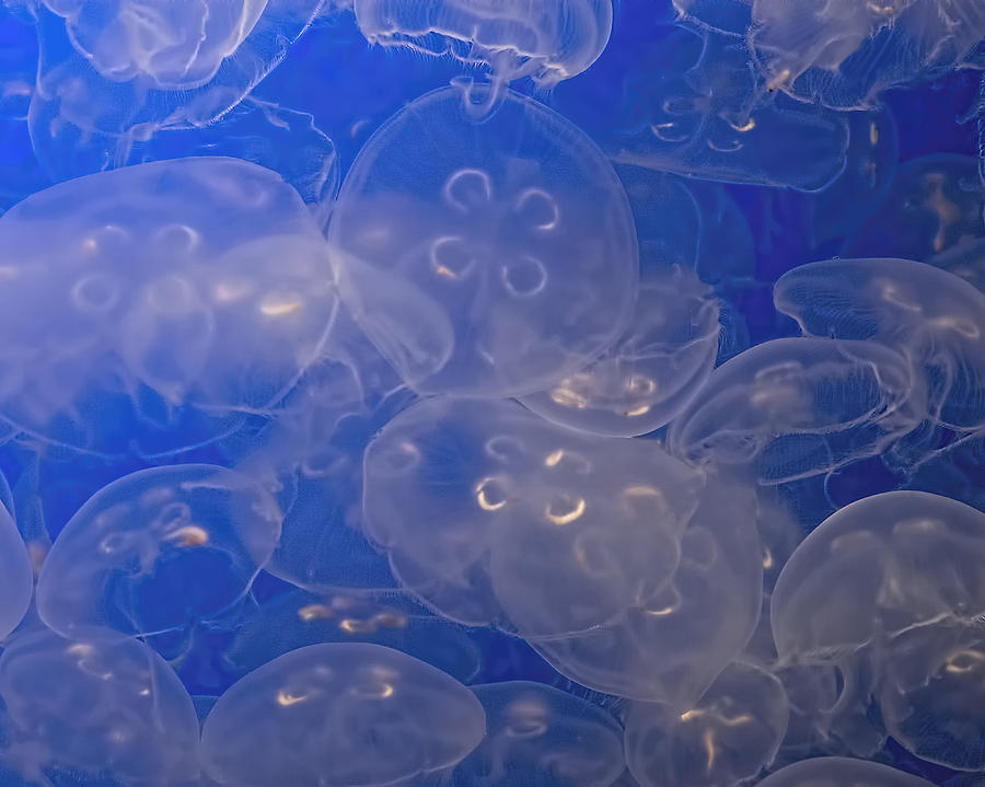 Moon Jellies Photograph by Lisbet Sjoberg - Fine Art America