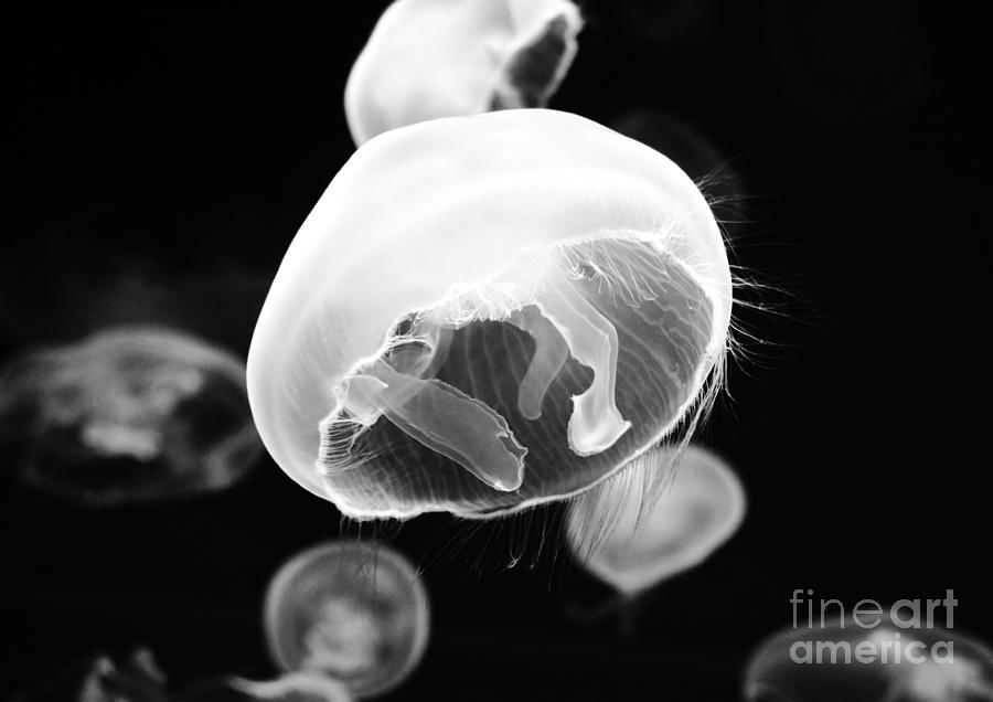Moon Jellyfish and Tentacles Black and White  by Shawn OBrien