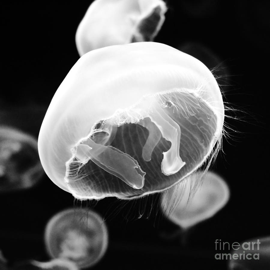 Moon Jellyfish and Tentacles Square Format Black and White Photograph by Shawn OBrien