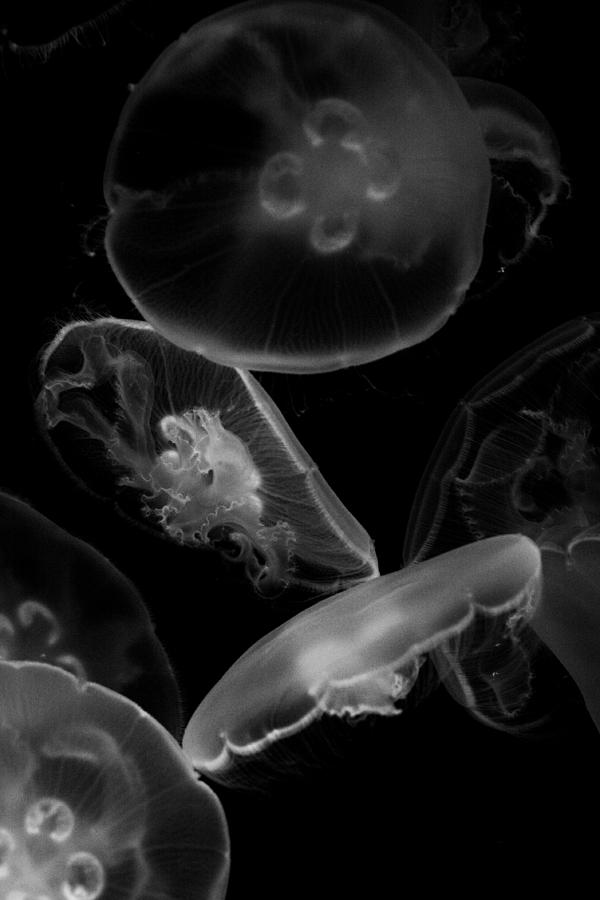Moon Jellyfish Black And White Photograph By Daniel Gilbreath