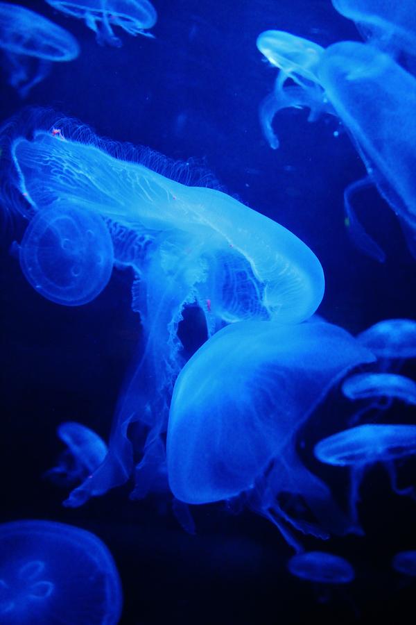 Moon Jellyfish  Photograph by Cynthia Guinn