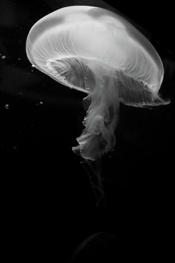 Moon Jellyfish In Bw Photograph