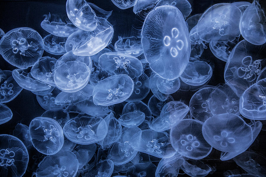 Moon Jellyfish in False Color at the Cabrillo Marine Aquarium Photograph by Randall Nyhof