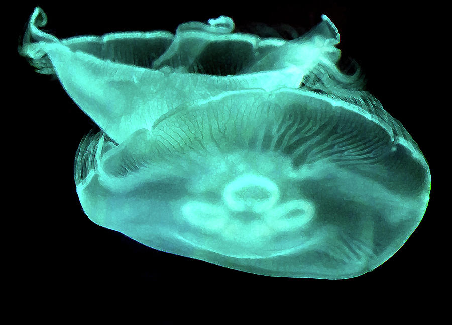 Aurelia Aurita Photograph - Moon Jellyfish  by Miroslava Jurcik