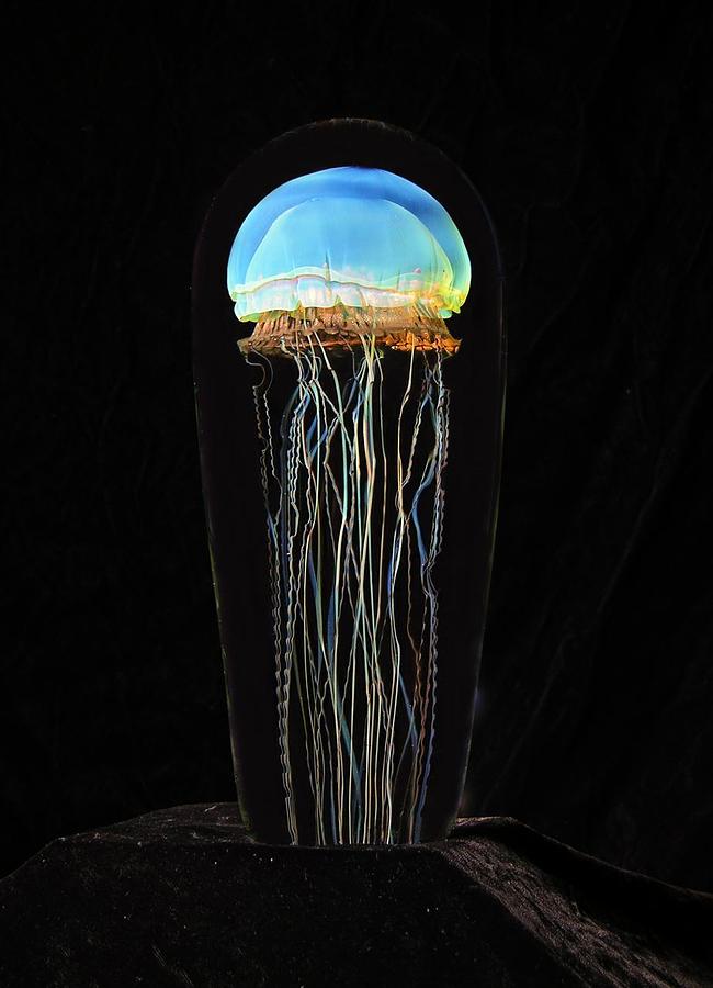 Moon Jellyfish Glass Art by R Satava