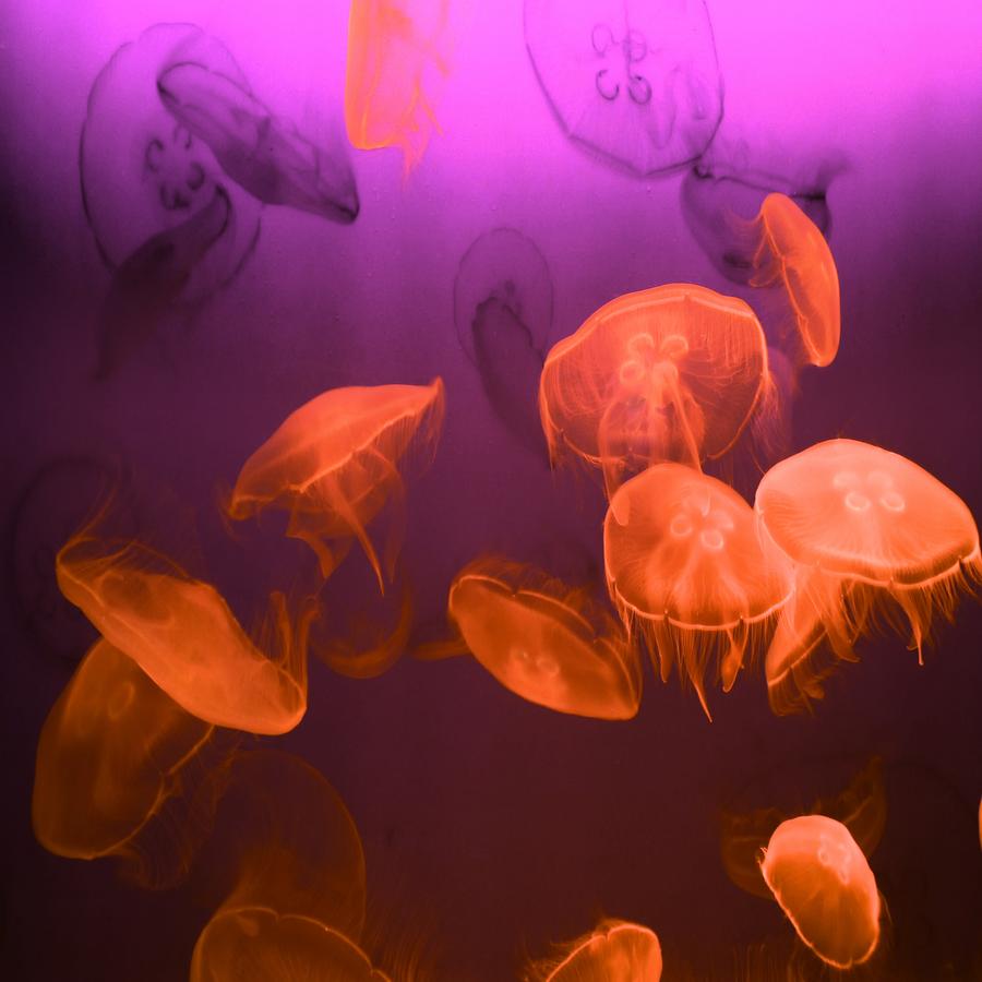 Nature Photograph - Moon Jellyfish - Red and Purple by Marianna Mills