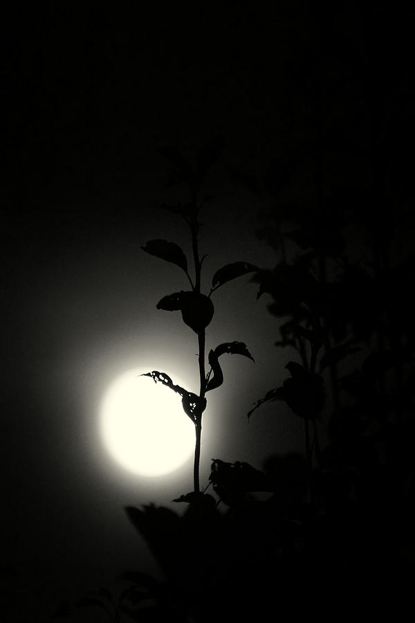Moon Photograph by Jolly Van der Velden