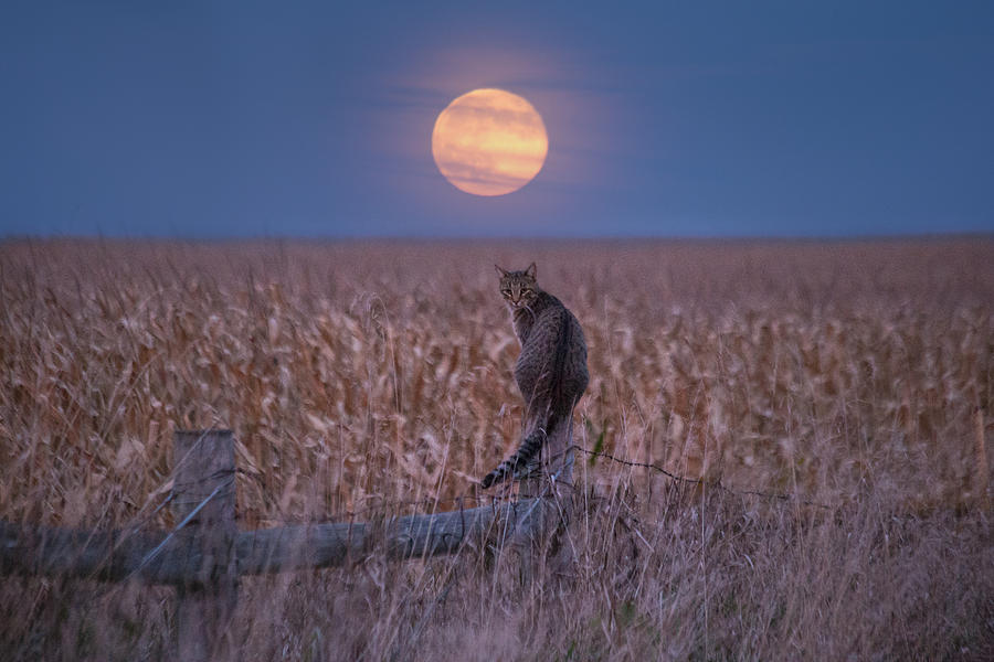 Moon Photograph - Moon Kitty  by Aaron J Groen