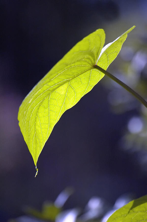 Moon Leaf Photograph by Ross Powell