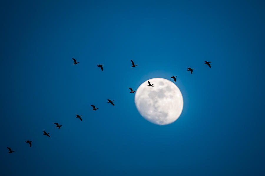 Moonlight Flight Photograph by Jeff Phillippi