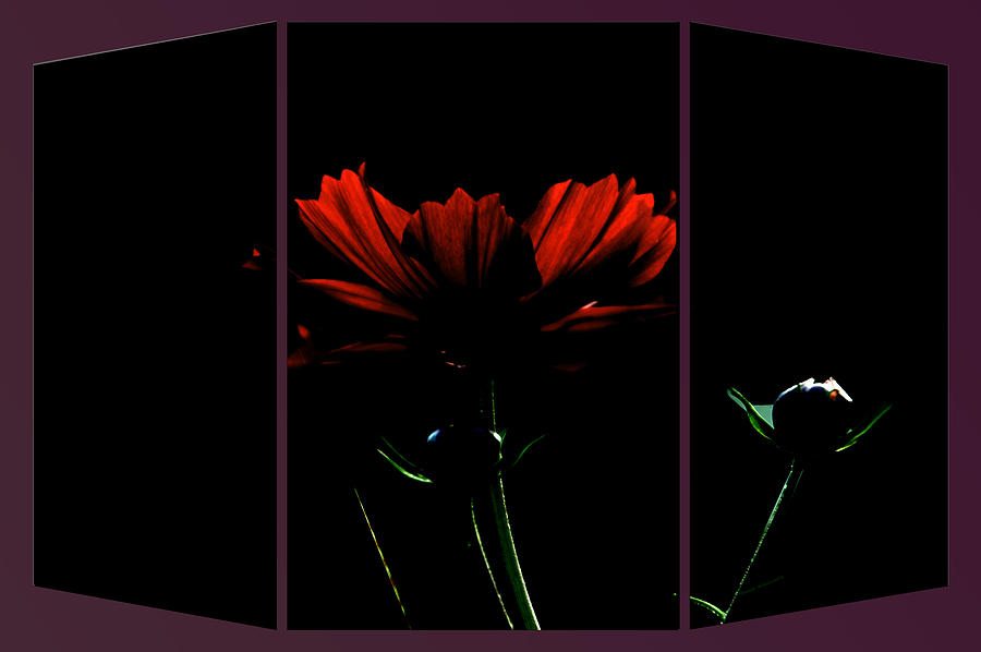 Moon Light Flora Triptych 3 Panel Mixed Media by Thomas Woolworth