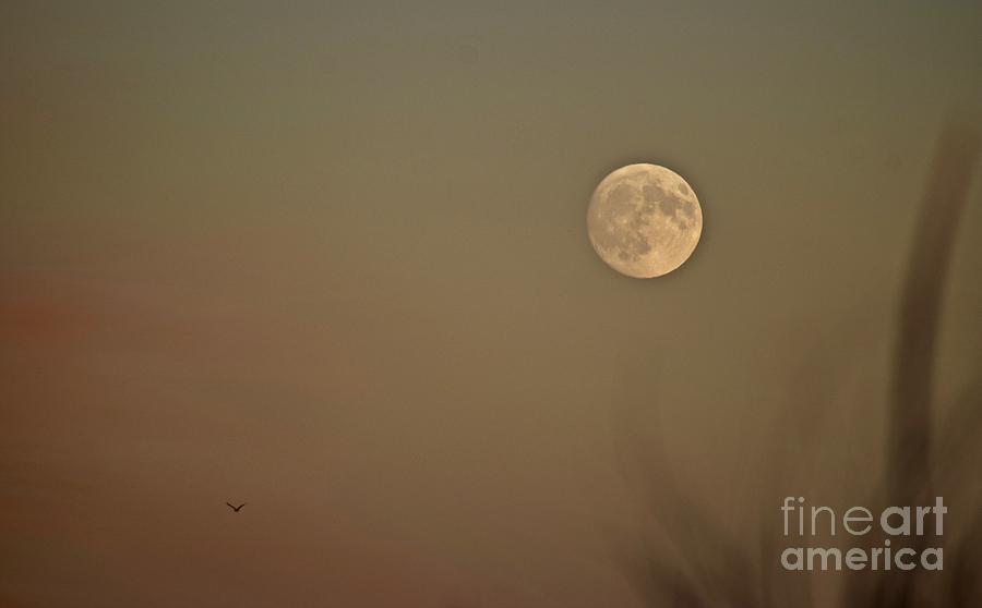 Moon Love Photograph by Debra Banks