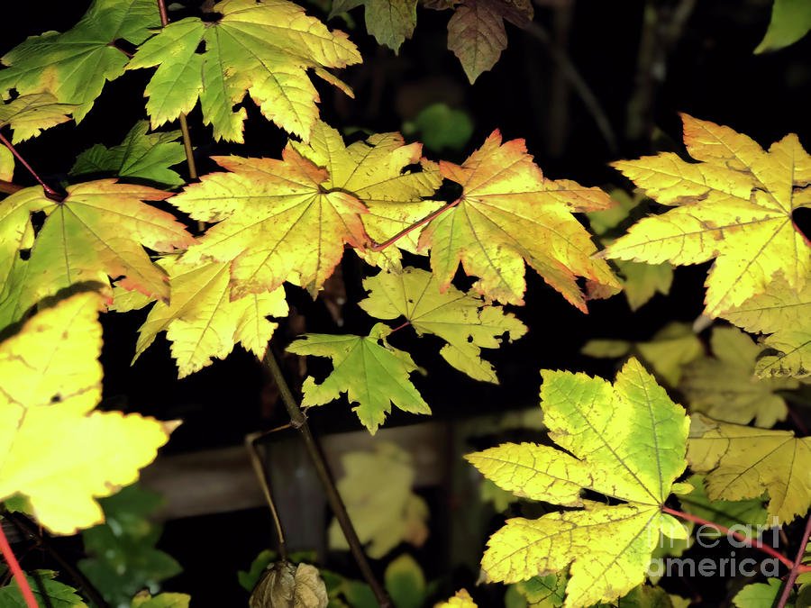 Autumn Photograph - Moon Maple by Victor K Autumn Photograph - Moon Maple by Victor K
