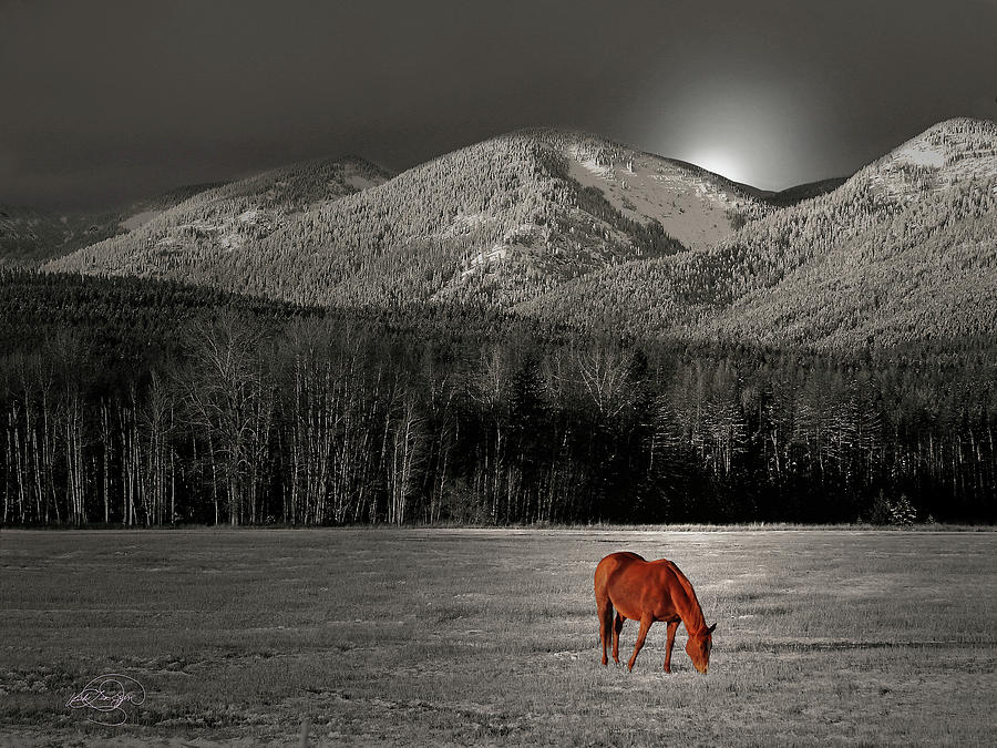 Moon of the wild Horse Digital Art by Vicki Lea Eggen