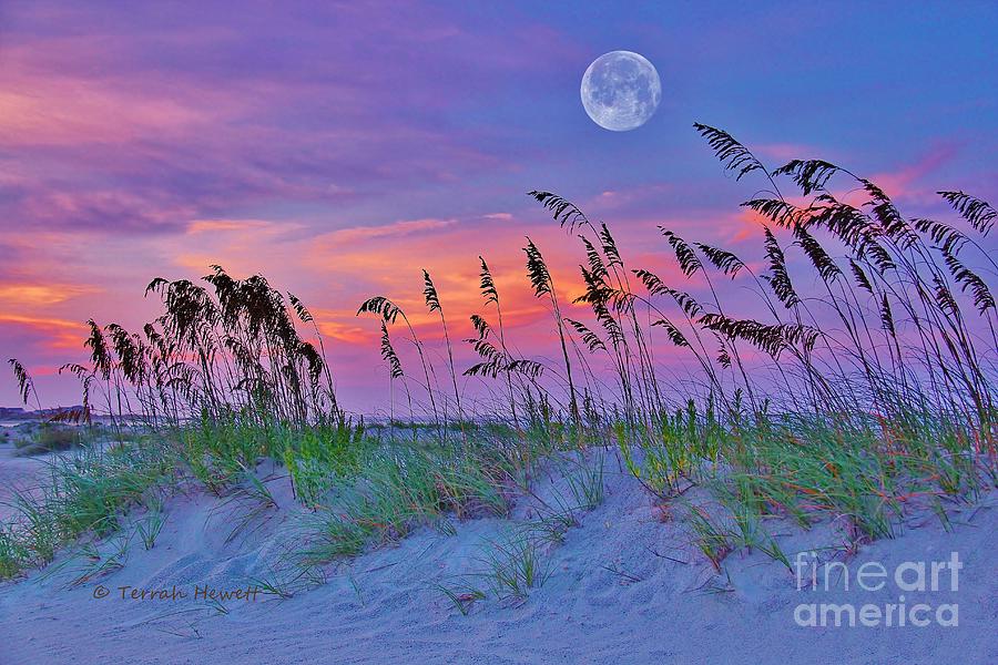 Moon Over Dune Photograph By Terrah Hewett