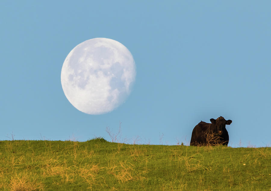 Moon Over Moo 2 Photograph by Marc Crumpler
