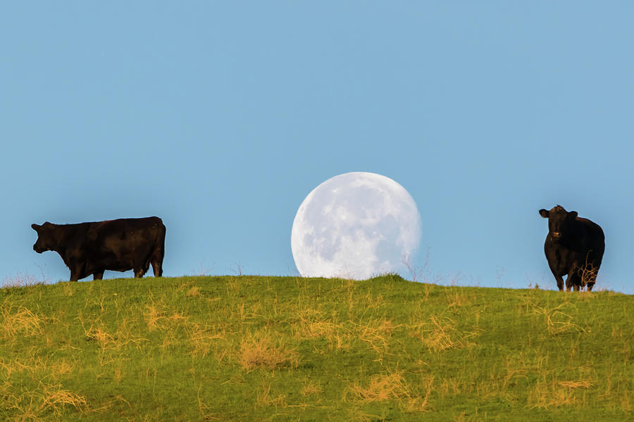 Moon Over Moo Photograph by Marc Crumpler