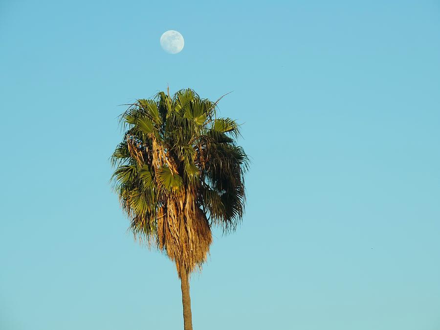 Tree Photograph - Moon Over Palm by Tiffany Marchbanks
