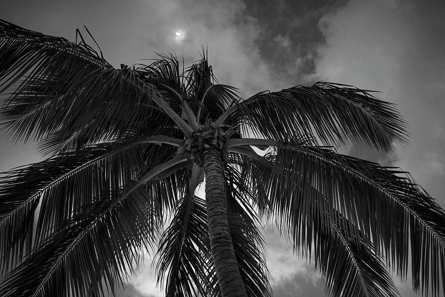 Moon over Palm Tree Saint Lucia Caribbean Black and White Photograph by Toby McGuire