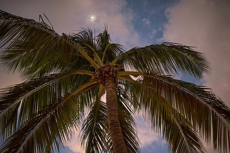 Moon over Palm Tree Saint Lucia Caribbean Photograph by Toby McGuire