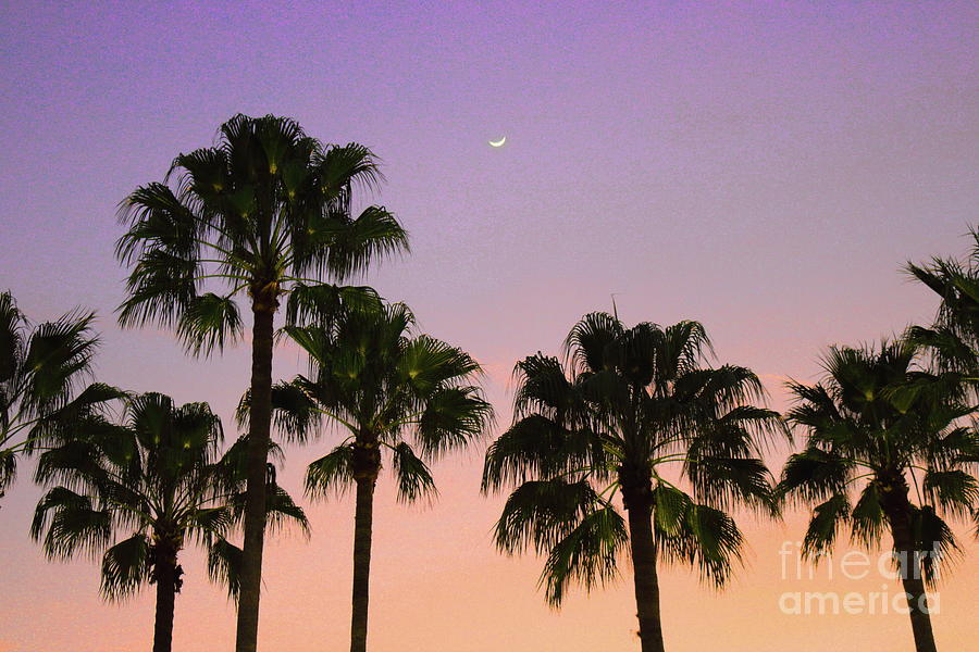 Moon over Palm Trees Photograph by Erick Schmidt