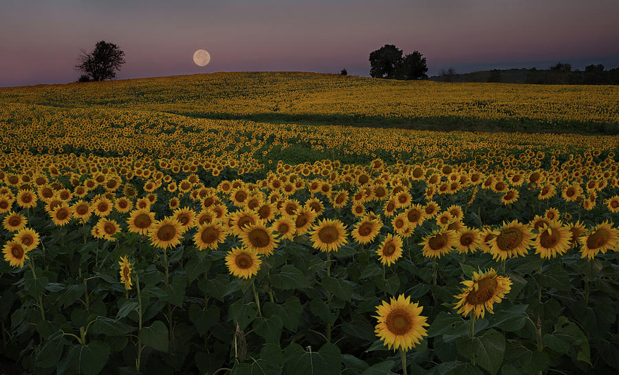 Moon over Sunflowers Photograph by Eilish Palmer