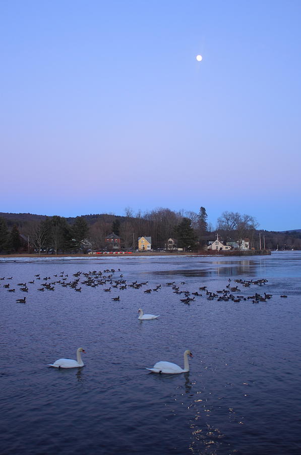 Moon over the Connecticut River and Swans Photograph by John Burk